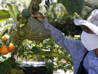 Campesinos de Santa Elena irrumpen en el agroturismo con el apoyo de Barcelona 1 santa elena