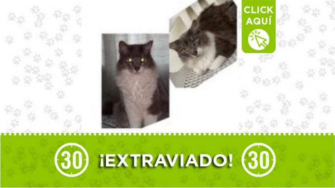 Gatico perdido Gatico perdido
