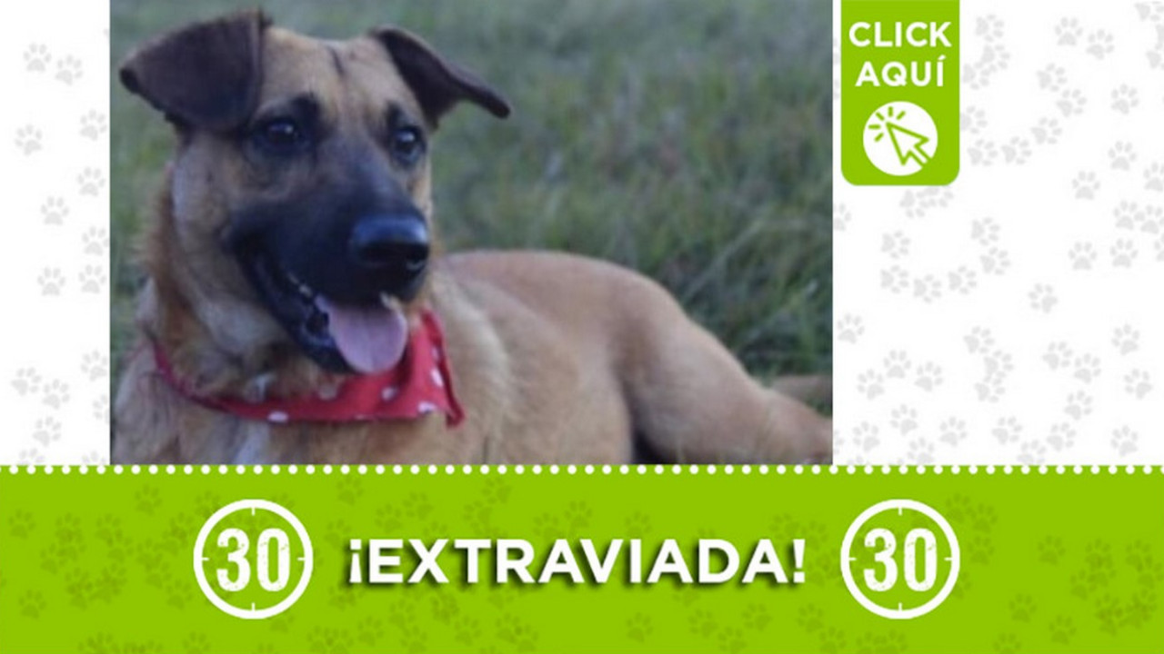 "Sora" se extravió en La Ladera ¿La ha visto?