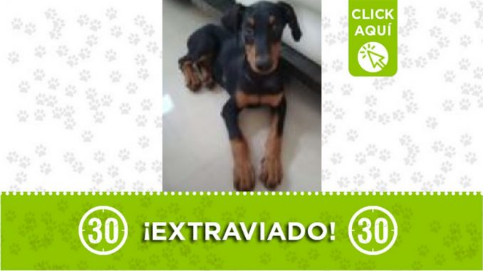 Perrito perdido Perrito perdido
