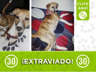 "Taylor" se extravió en Robledo Pajarito 1 "Taylor" se extravió en Robledo Pajarito