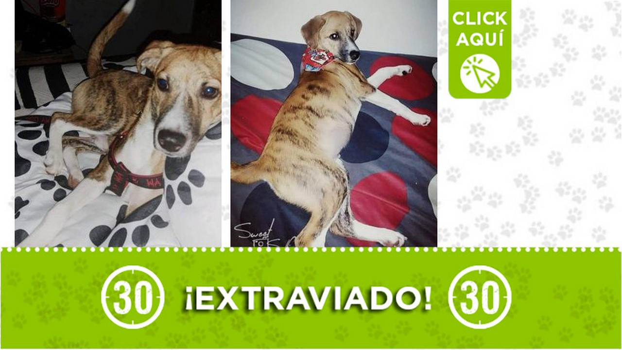 "Taylor" se extravió en Robledo Pajarito