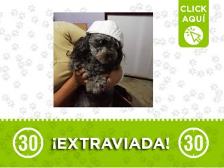 'Tami' se perdió en el barrio La Gabriela 1 tami