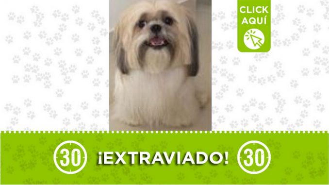 Perrito perdido Perrito perdido