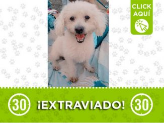 Este perrito llamado 'Tobi' se perdió en Aranjuez 7 Perrito perdido