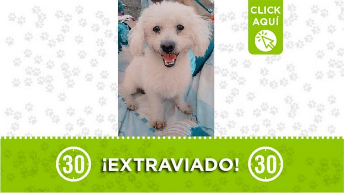 Perrito perdido Perrito perdido