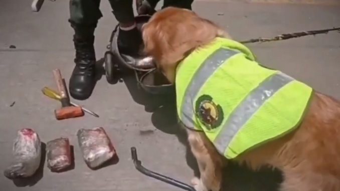 Hallan 18 paquetes de marihuana camuflados en un compresor Hallan 18 paquetes de marihuana camuflados en un compresor