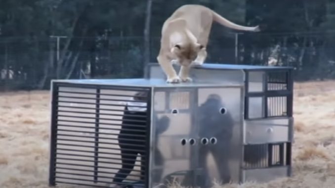 zoológico zoológico