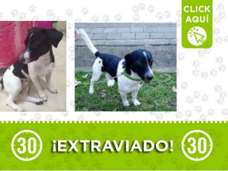 'Rocky' se perdió en Prado Centro 1 Rocky