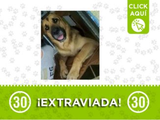 ¿La ha visto? 'Alana' se perdió en El Popular II 1 Alana