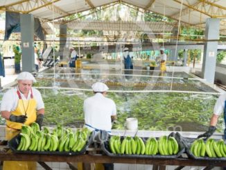 Preocupación en el gremio bananero por los sobrecostos, temen por el futuro de la industria 1 Preocupación en el gremio bananero por los sobrecostos, temen por el futuro de la industria