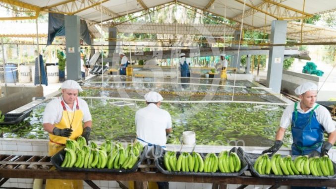 Preocupación en el gremio bananero por los sobrecostos, temen por el futuro de la industria Preocupación en el gremio bananero por los sobrecostos, temen por el futuro de la industria