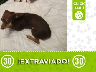 "Bruno", se extravió en Campo Valdés 1 "Bruno", se extravió en Campo Valdés