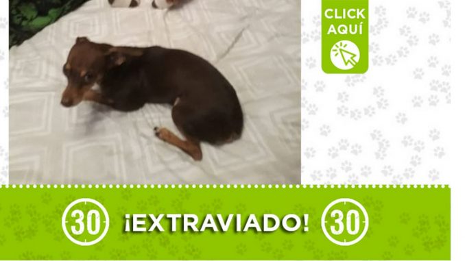 "Bruno", se extravió en Campo Valdés "Bruno", se extravió en Campo Valdés
