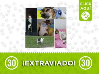'Chiquitín' se perdió en Castilla ¡Comparte! 1 Chiquitín