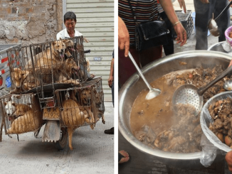Corea del Sur plantea la posibilidad de prohibir el consumo de carne de perro 1 Corea del Sur