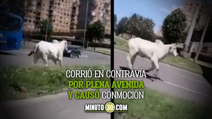 Corrio-por-su-vida-Res-se-escapo-antes-de-llegar-al-matadero res