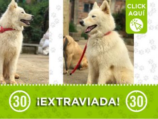 "Danna" se extravió en San Cristóbal ¿La ha visto? 1 "Danna" se extravió en San Cristóbal ¿La ha visto?
