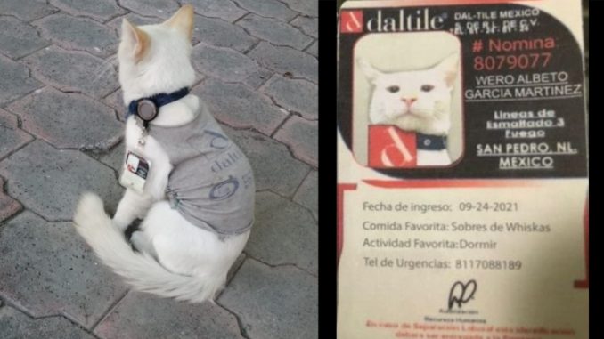 ¡Qué ternura! Empresa 'contrató' a un gatico como vigilante ¡Qué ternura! Empresa 'contrató' a un gatico como vigilante