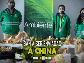 ¡Terrible! Incautaron 3.493 aletas de tiburón en el aeropuerto El Dorado de Bogotá 1 ¡Terrible! Incautaron 3.493 aletas de tiburón en el aeropuerto El Dorado de Bogotá