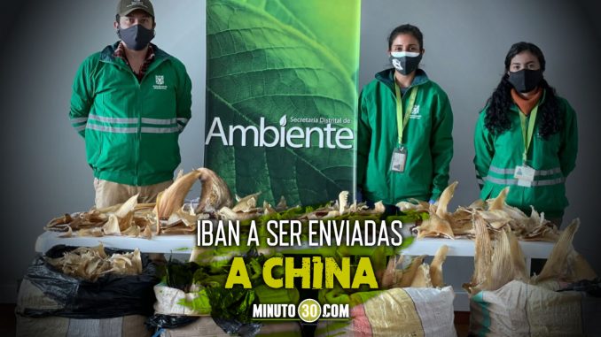 Incautaron-3.493-aletas-de-tiburon-en-el-aeropuerto-El-Dorado ¡Terrible! Incautaron 3.493 aletas de tiburón en el aeropuerto El Dorado de Bogotá