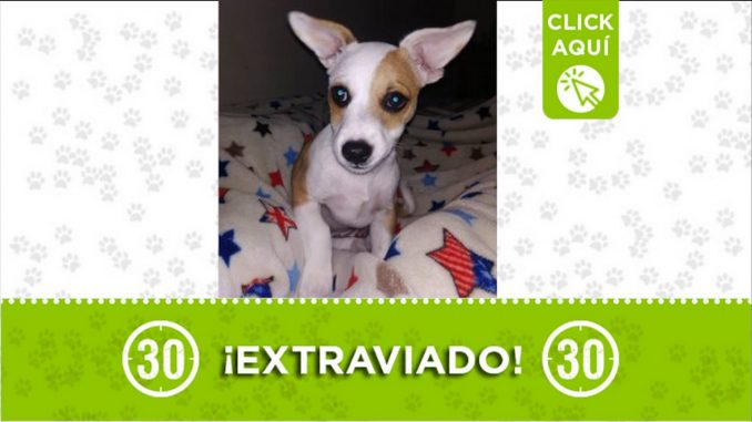 Jack perro perdido bello