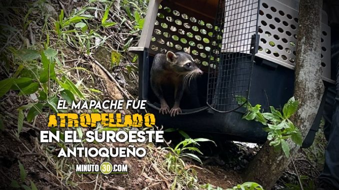 Liberaron a un mapache en Titiribí Liberaron a un mapache en Titiribí