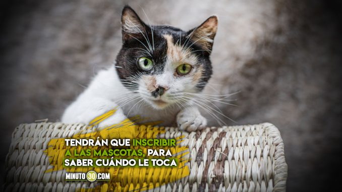 Medellin-iniciara-jornadas-de-esterilizacion-de-mascotas-totalmente-gratis mascotas