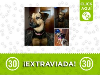 ¿La ha visto? 'Milagros' se extravió en Copacabana 1 Milagros