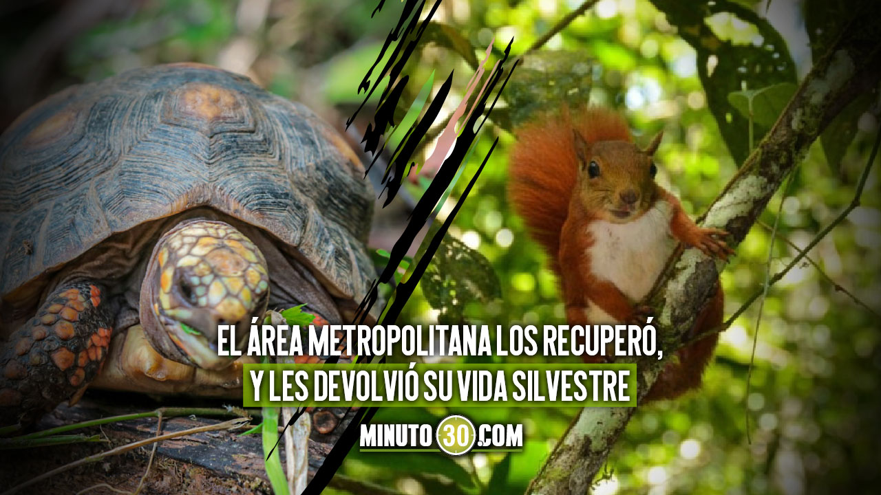 Fauna silvestre