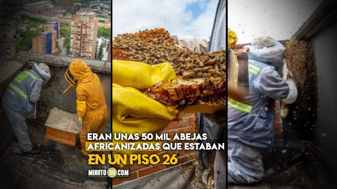 Rescataron un nido de abejas en un edificio en El Poblado