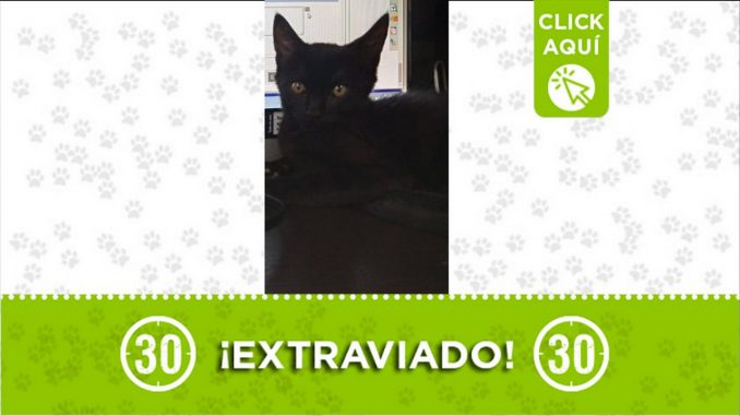 Salem perdida gata san pio itagui1