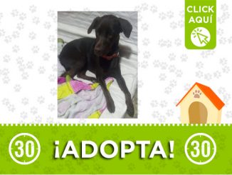 Esta perrita se encuentra en Santa Mónica, busca una familia responsable y amorosa 1 Santa Mónica