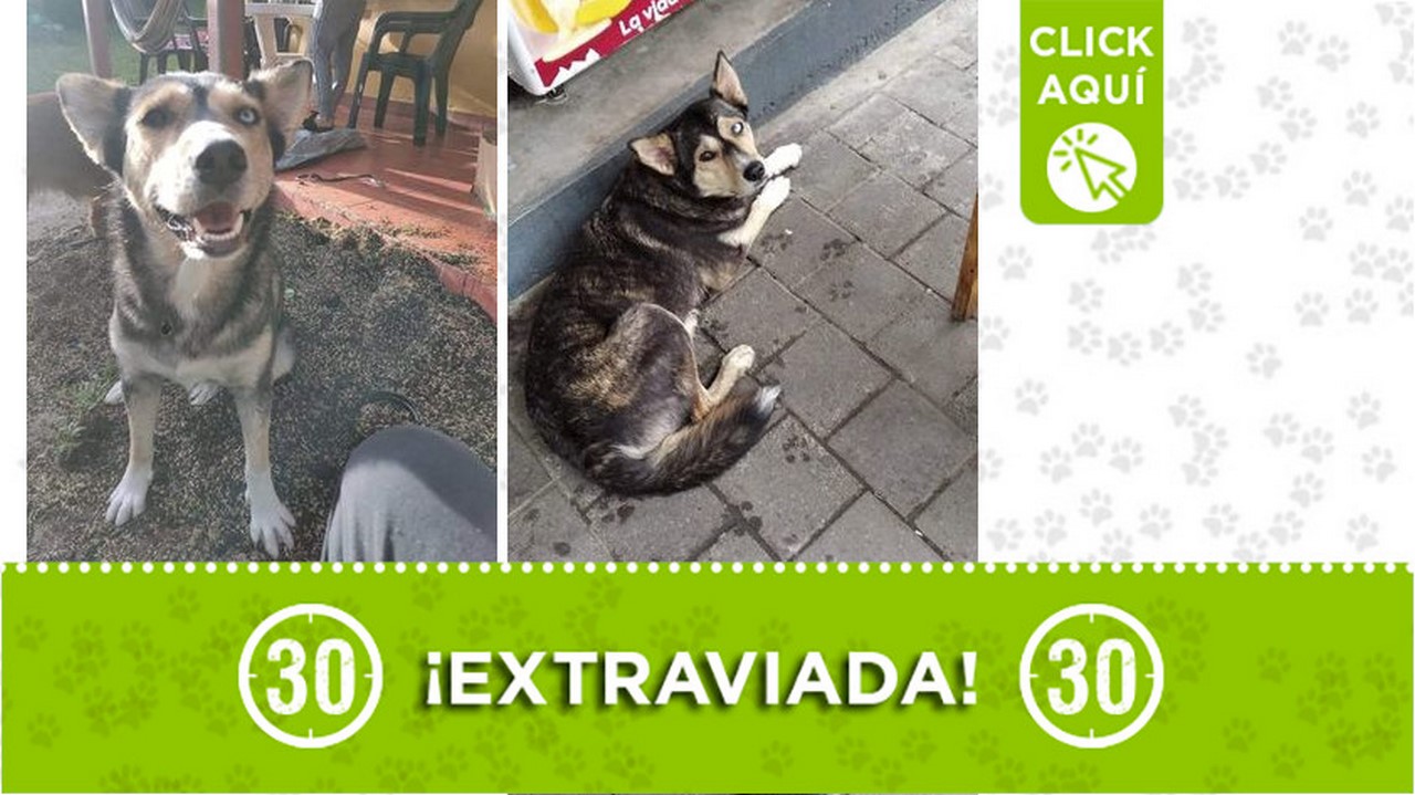 "Tila" se perdió en Girardota ¡Comparte!