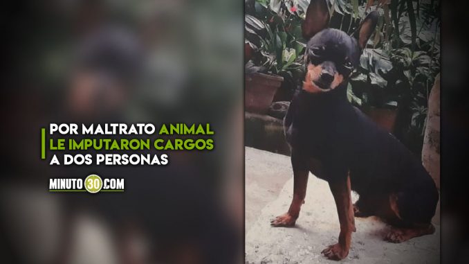 Tiene-que-responder-Sujeto-enveneno-a-Romeo-en-San-German-el-perrito-murio maltrato animal
