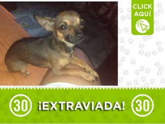 "Tita" se extravió en Aranjuez ¿La ha visto? 2 "Tita", se extravió en Aranjuez ¿La ha visto?
