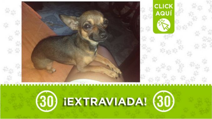 "Tita", se extravió en Aranjuez ¿La ha visto? "Tita", se extravió en Aranjuez ¿La ha visto?