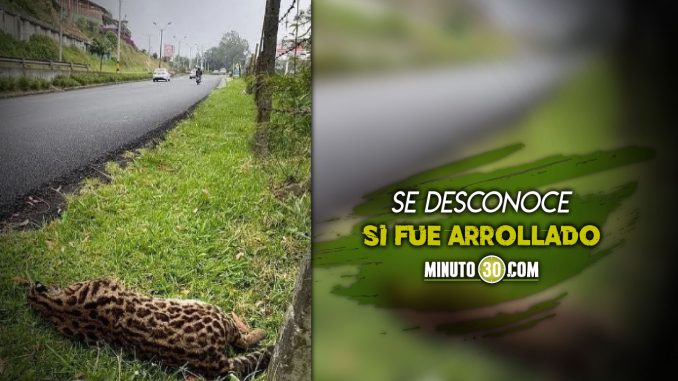 Un-tigrillo-fue-hallado-sin-vida-a-un-costado-de-Las-Palmas