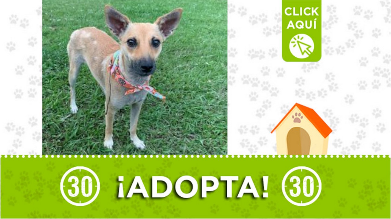 "Mía" busca un hogar que le brinde mucho amor ¡Adopta!