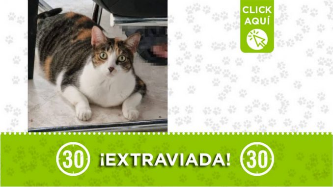 "Agatha" se extravió en Bello ¿La ha visto? "Agatha" se extravió en Bello ¿La ha visto?