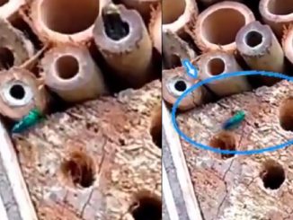 Video: ¿Ya había visto alguna? Apareció una abeja azul y verde en el Parque de las Aguas 1 Apareció una abeja azul y verde en el Parque de las Aguas