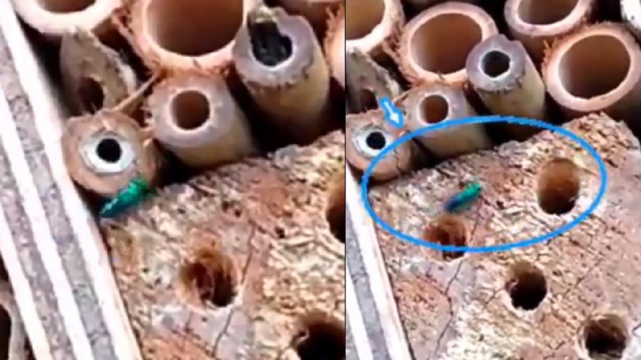 Apareció una abeja azul y verde en el Parque de las Aguas