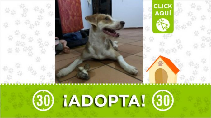 adopta perrita barbosa