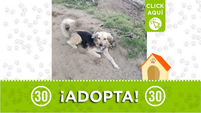 adopta perrito la union 2021