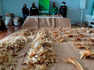 Incautan 3.493 aletas de tiburón en el aeropuerto de Bogotá que iban a China 1 aletas de tiburón