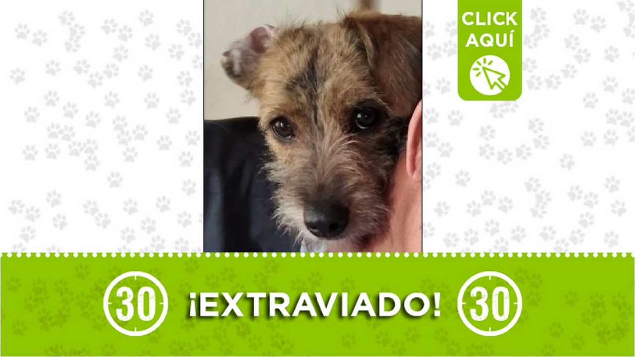 Perrito perdido