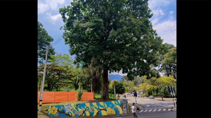 ¡Intocable! Un árbol de 50 años de edad se quedará en la avenida 34 de Medellín ¡Intocable! Un árbol de 50 años de edad se quedará en la avenida 34 de Medellín