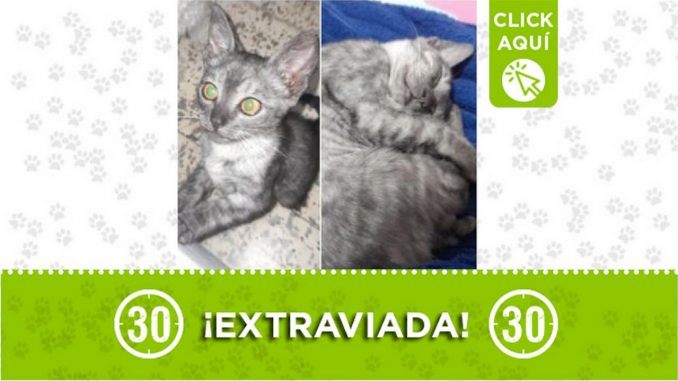 Gatica perdida Gatica perdida