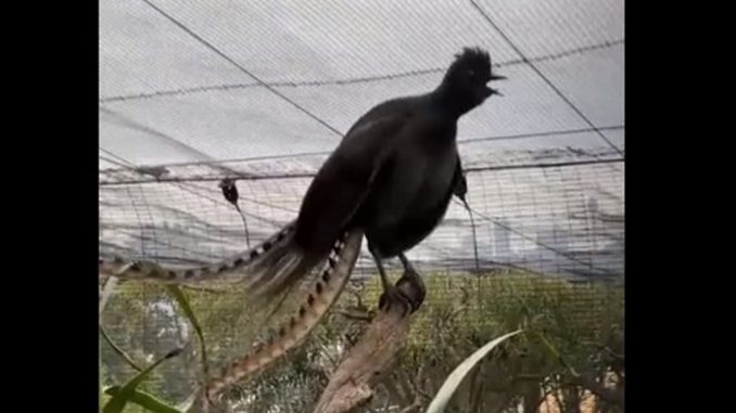 Ave lira sorprende 'llorando' como un bebé Ave lira sorprende 'llorando' como un bebé