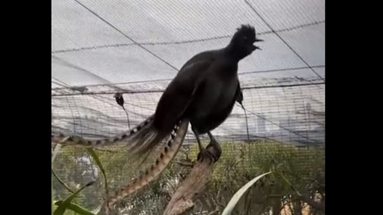 Ave lira sorprende 'llorando' como un bebé